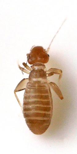 Liposcelis sp.